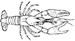 lobster claw